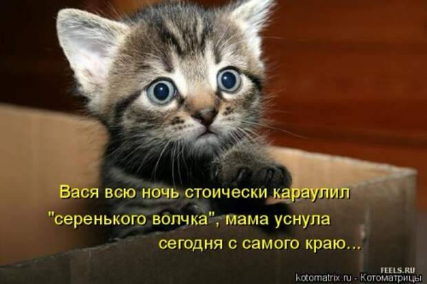 Котоматрица для хорошего настроения (35 фото)
