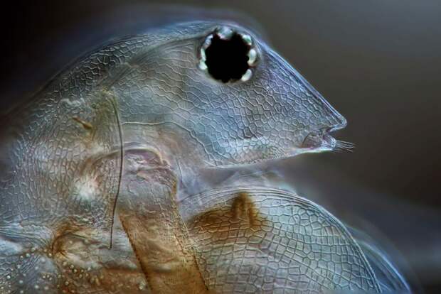 Дафнии — род планктонных ракообразных из надотряда ветвистоусых макро, микро, микросъемка, микросъёмка