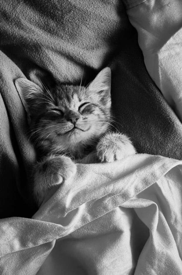 20 улыбающихся кошек, которые подарят вам прекрасное настроение