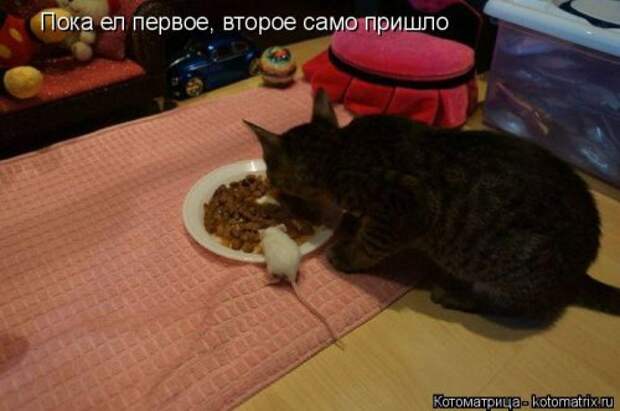 Новая котоматрица для всех (23 фото)