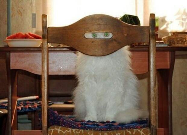 Несколько фотографий, которые доказывают, что все коты — секретные агенты