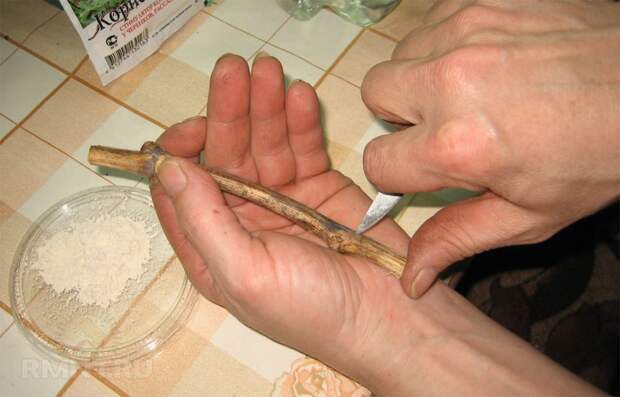 Умный виноградник: укоренение без проблем