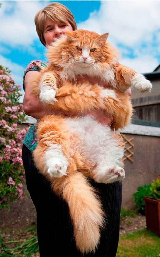 Большие коты