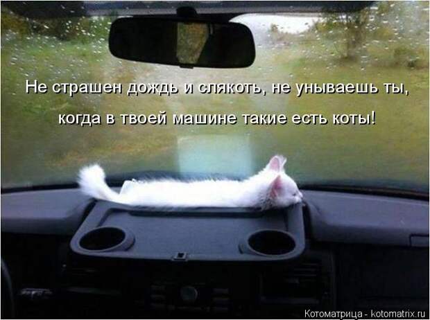 Котоматрица: Не страшен дождь и слякоть, не унываешь ты, когда в твоей машине такие есть коты!