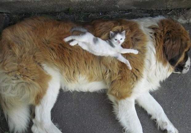 Кот на собаке Кот на собаке