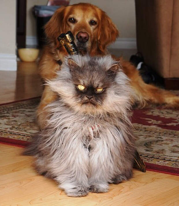 Кот Полковник Мяу