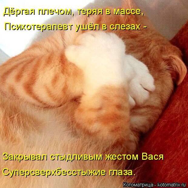 Лучшие котоматрицы недели (50 фото)