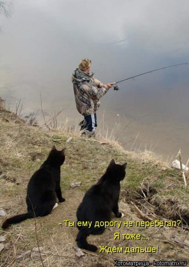 Котоматрица на Бугаге (37 фото)