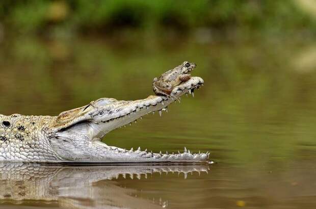 Mandatory Credit: Photo by Fahmi Bhs/Solent News/REX Shutterstock (3636361a) The frog on the end of the croc's open jaws Frog sits perched on end of crododile's snout, Jakarta, Indonesia - Feb 2014 Perched on the nose of a crocodile, this brave frog probably won't realise just how much of a lucky escape it's had. For there's one reason the reptile's beady eye is fixed greedily on its visitor with jaws gaping wide in anticipation - feeding time. Fahmi Bhs, 39, captured this unexpected moment in a pool in Jakarta, Indonesia. He watched as the crocodile devoured the first frog in his enclosure, but was amazed when it appeared unable to capture the second. The small amphibian settled on the crocodile's head before moving to the tip of its nose as it opened its huge mouth. Eventually the lucky frog hopped away and left the small pool. Fahmi said: "It looked as though the croc had eaten enough breakfast and just wanted to keep the frog as a 'little pet' instead."