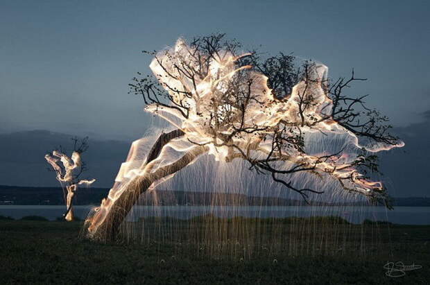 Подсвеченные деревья в фотографиях Vitor Schietti