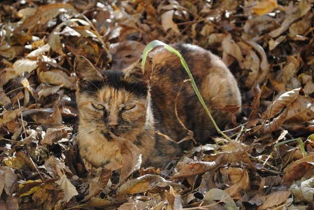 Camouflage-Cats-5 (632x423, 40Kb)