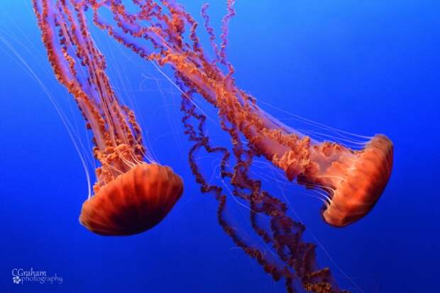 30 почти космических фотографий медуз