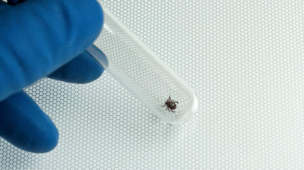 Горячую линию по профилактике клещевого энцефалита открыли в России