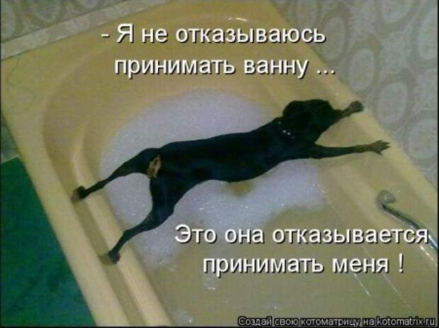 Котоматрица, прикольные коты с надписями.