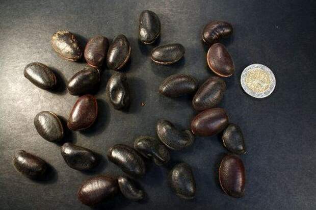 Бобы физостигма ядовитой. Бобы физостигма ядовитой.