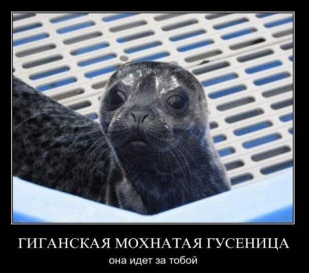 Демотиваторов весело, много, и самые прикольные!