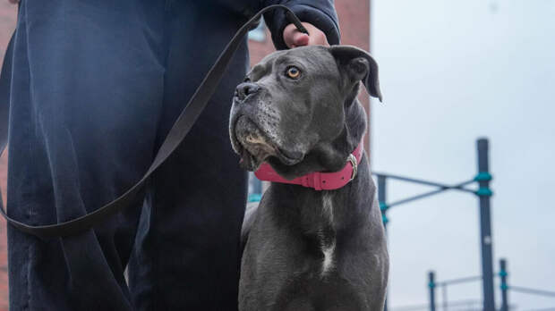 Сотрудники ТЦК похитили мужчину во время прогулки с собакой в Киеве