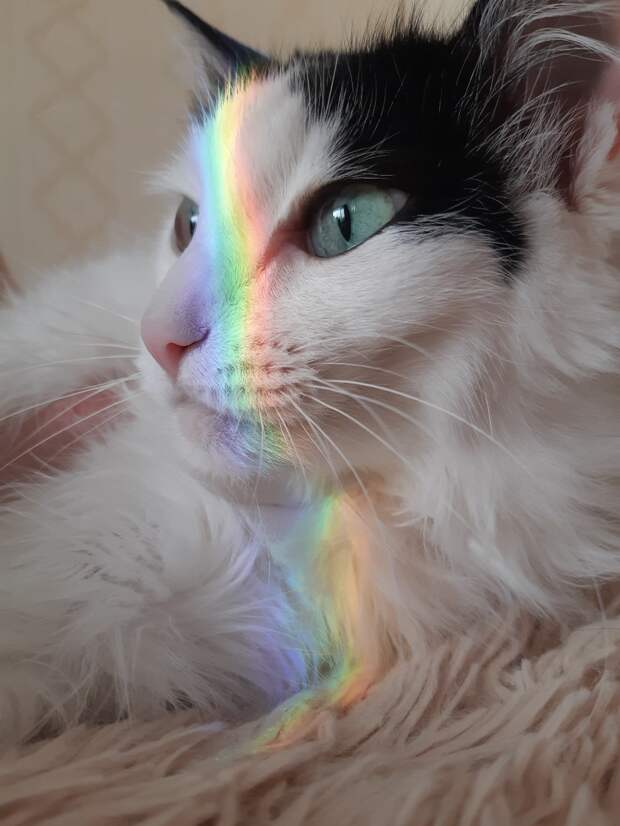 кошка и радуга