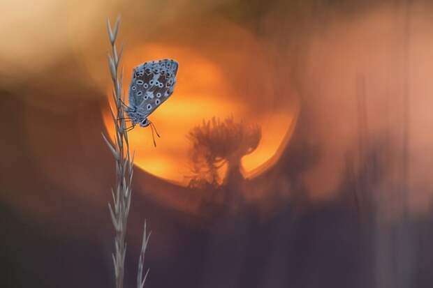 Объявлены финалисты конкурса Outdoor Photographer of the Year