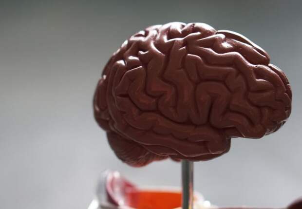 Онкологи: заранее узнать о развитии опухоли мозга с помощью МРТ невозможно