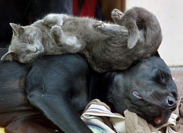 Немного спящих котов коты, милота, сон