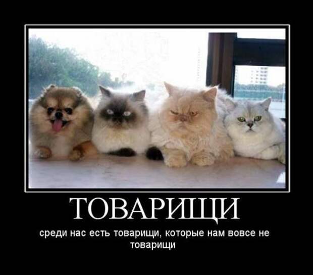 Демотиваторы (30 фото)