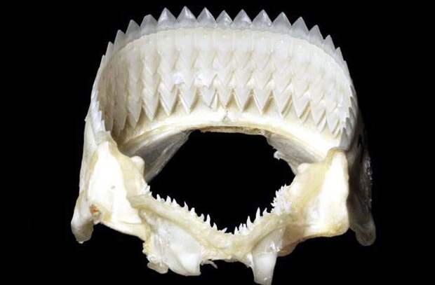 8. Бразильская светящаяся акула (сoоkiеcutter Shark) Isistius Brasiliensis глубина, море, обитатели