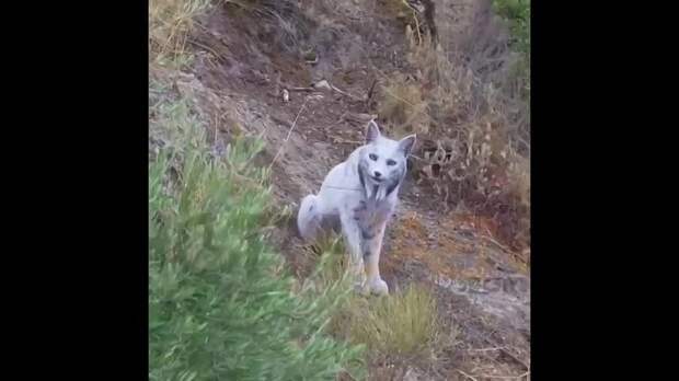 Video: Клип @donetskdnr_vk