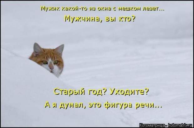 Лучшие котоматрицы недели (50 фото)