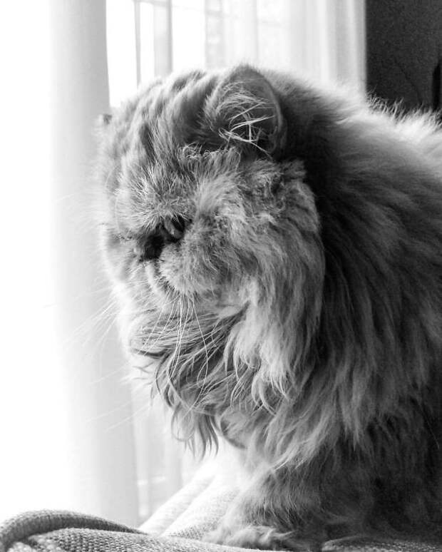 64.  кошка, пушистость, шерсть
