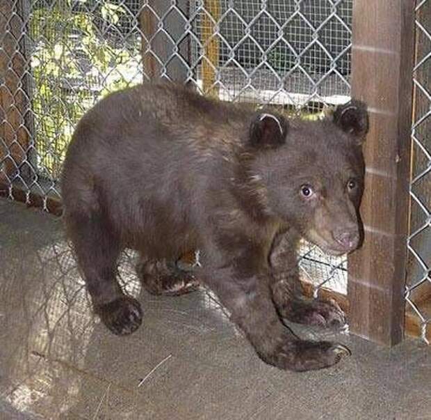 Мохнатый пациент 