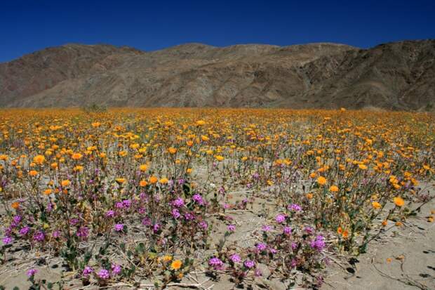 Поле цветов в пустыне Анза Боррего. Фото