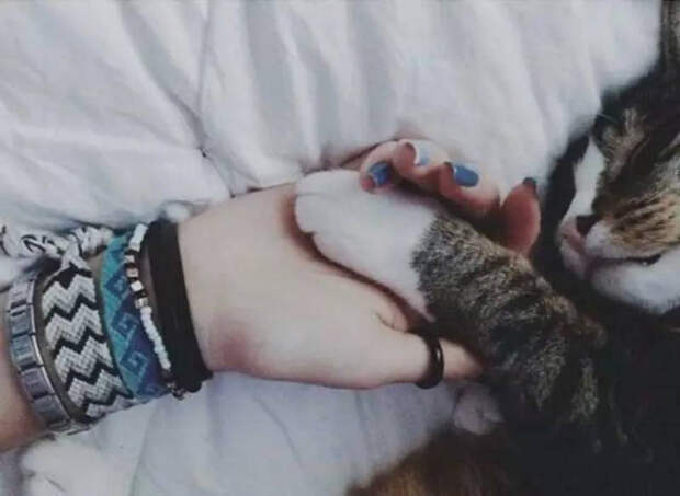кошачьи лапы