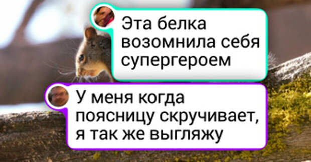 18 диких животных, которые попали в кадр в нужный момент и показали всю свою фотогеничность
