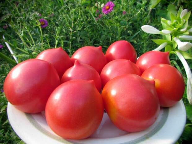 Почему томаты носаты?