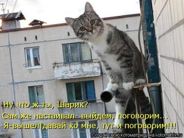 котоматрицы (50 фото)