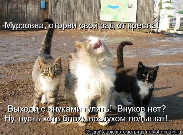 Котоматрица №36