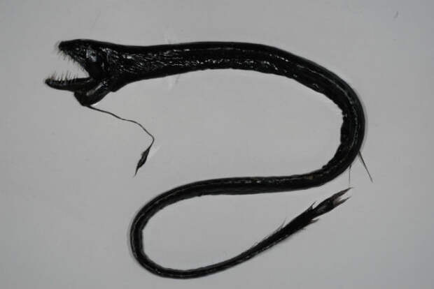The black dragonfish