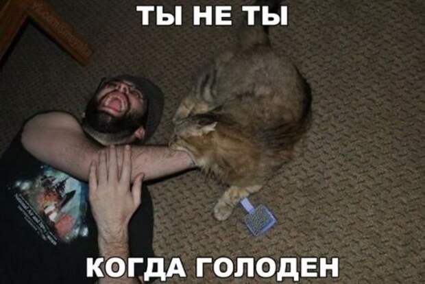Прикольные фотомемы (36 шт)