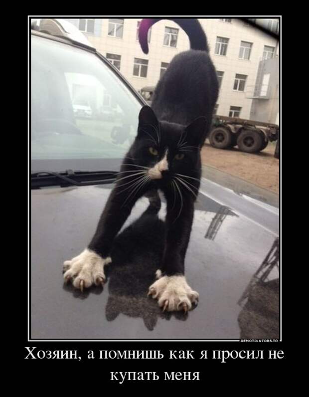 Демотиваторы Демотиваторы