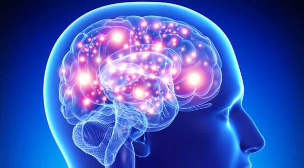 Где у нас в мозге прячется иностранный язык и как мы его учим?