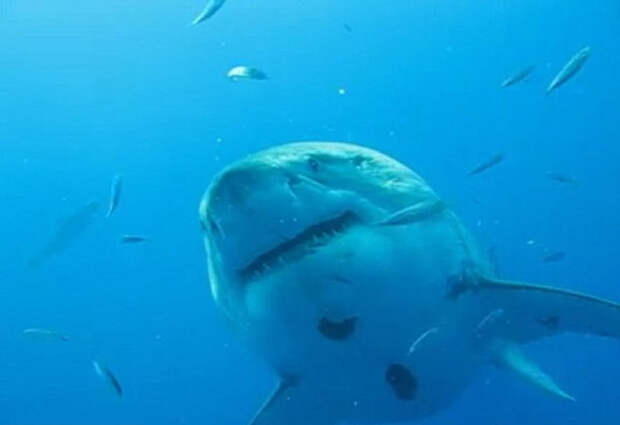 Cамую большую акулу в мире сфотографировали с человеком