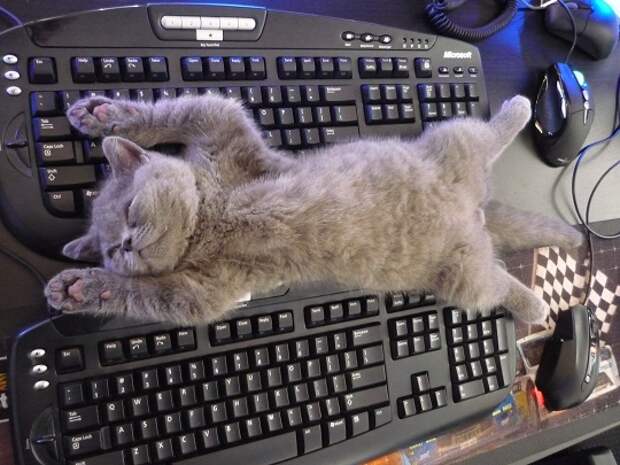 Sleeping-on-Keyboard