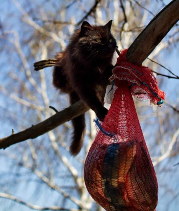 Ну и наконец то за дело принялась профи. Учитесь КОТЫ! вкусняшка, коты, операция, рыба
