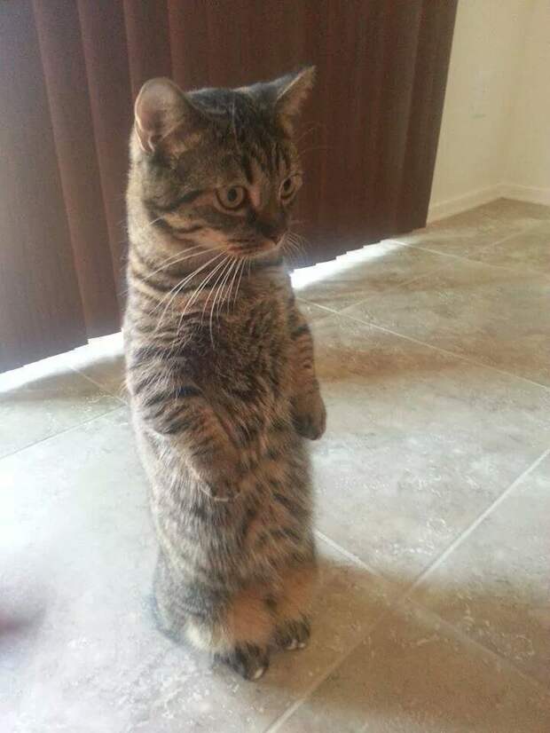 коты, которым нравится стоять