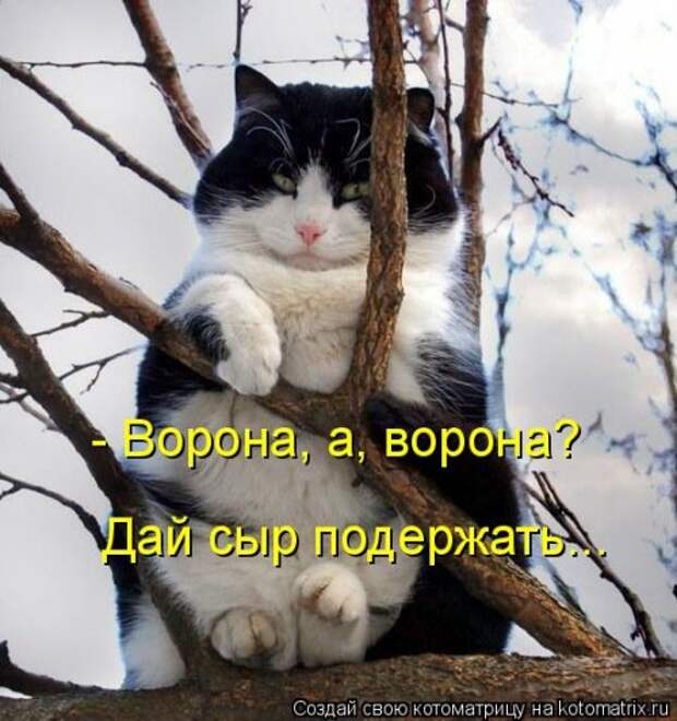 Лучшая котоматрица на Бугаге (29 шт)