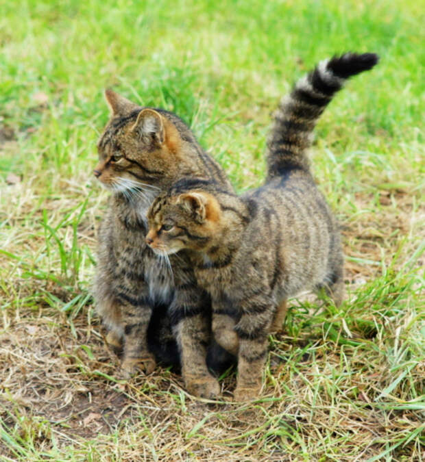 25. Шотландский дикий кот кошки, природа