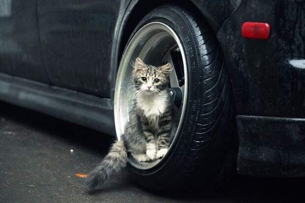 26.  авто, автоприколы, приколы
