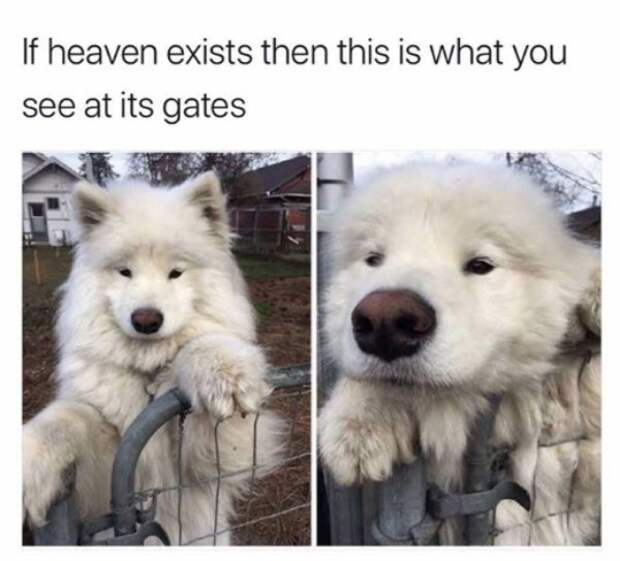 2673522 161 Dog memes youll want to show your dog even though he cant read (32 Photos)