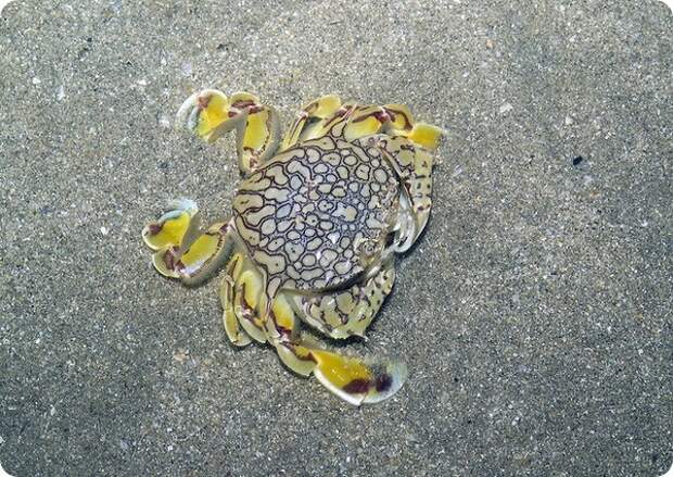 Лунные крабы Matutidae sp.
